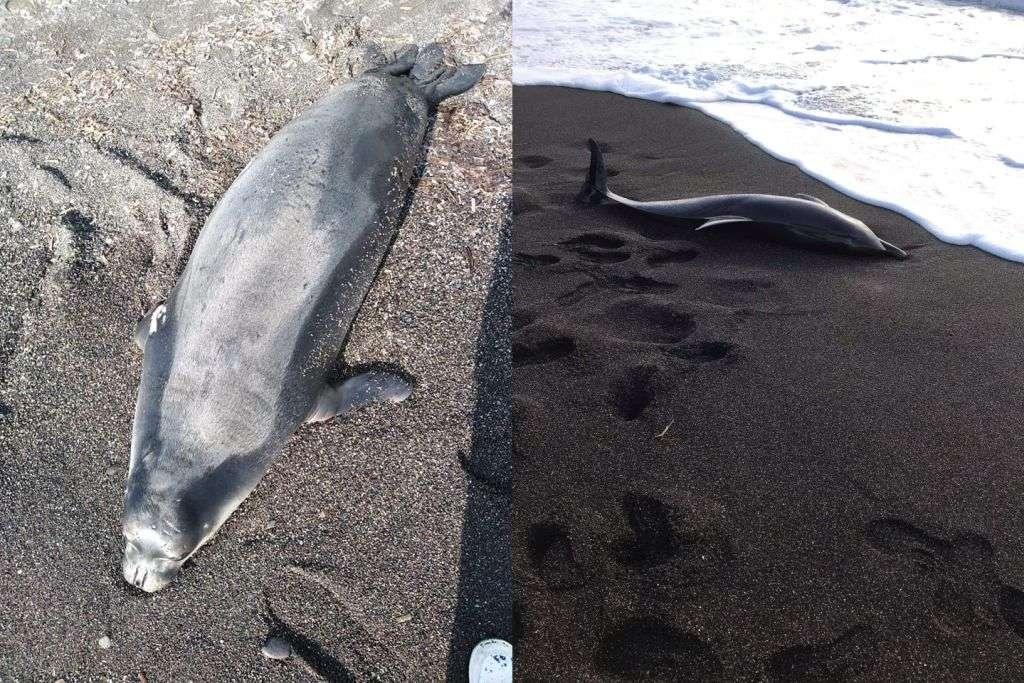 Σαντορίνη: Δεν τα κατάφερε το ένα δελφίνι, νεκρή και μία φώκια