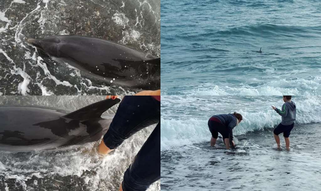 Οικογένεια στη Σαντορίνη έσωσε δύο δελφίνια [pics&amp;vid]