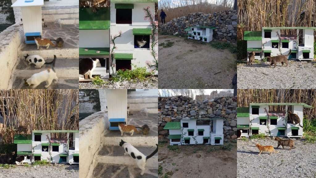 Το πρότζεκτ για τις αδέσποτες γάτες που αλλάζει την εικόνα της Νάξου στην φιλοζωία