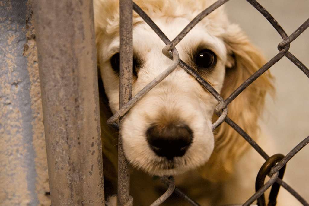 Επικαιρότητα: Σε κακούργημα μετατρέπεται το αδίκημα του βασανισμού ζώων